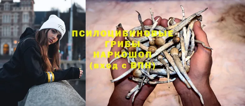 Псилоцибиновые грибы Psilocybe  Калининград 